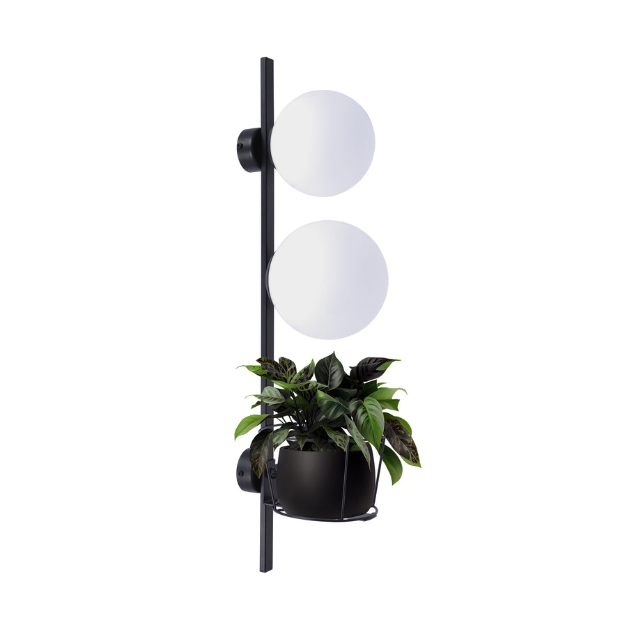 Applique murale noire avec deux globes en verre et plante verte dans panier