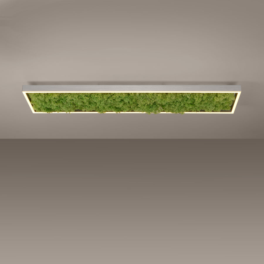 Vue rapprochée du plafonnier allumé, mousse verte et cadre lumineux sous plafond.