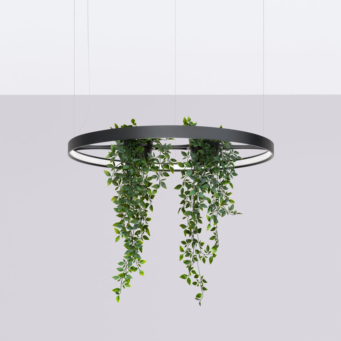 Lustre | Pavona