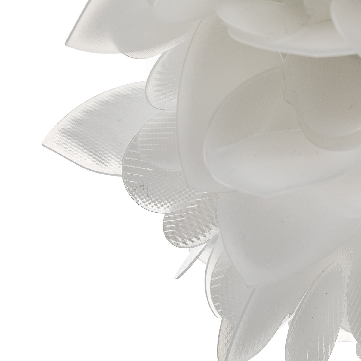 Gros plan sur le bord d'un pétale blanc, texture striée et lumière diffuse.
