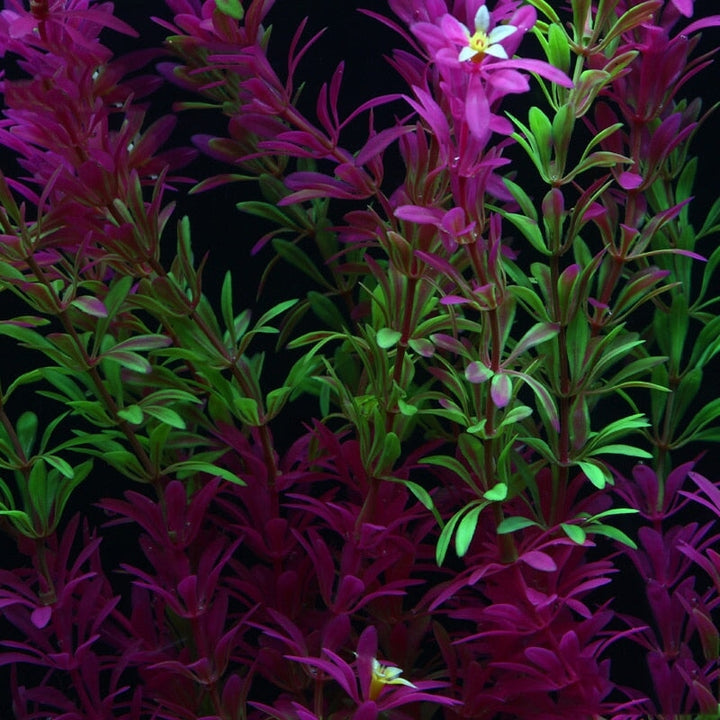 Plante Artificielle Aquarium | Mauvaises Herbes | Designix - Plante artificielle    - https://designix.fr/