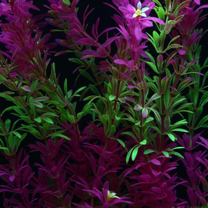 Plante Artificielle Aquarium | Mauvaises Herbes - Designix Plante artificielle 40cm Rose