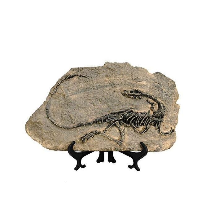Statuette Fossile Dinosaure Résine | Ibis - Designix Statuette Dinosaure 2