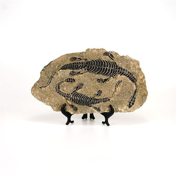 Statuette Fossile Dinosaure Résine | Ibis - Designix Statuette Dinosaure 3