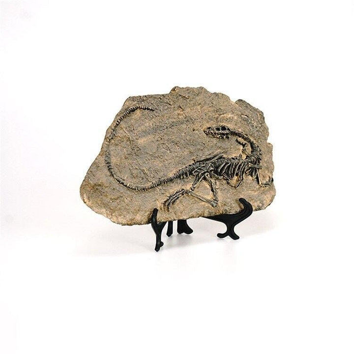 Statuette Fossile Dinosaure Résine | Ibis - Designix Statuette Dinosaure 3
