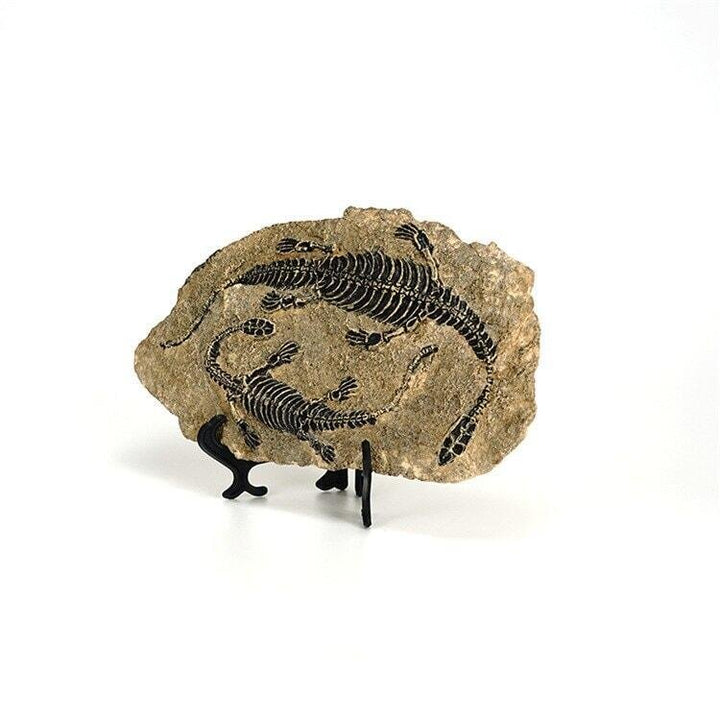 Statuette Fossile Dinosaure Résine | Ibis - Designix Statuette Dinosaure 3