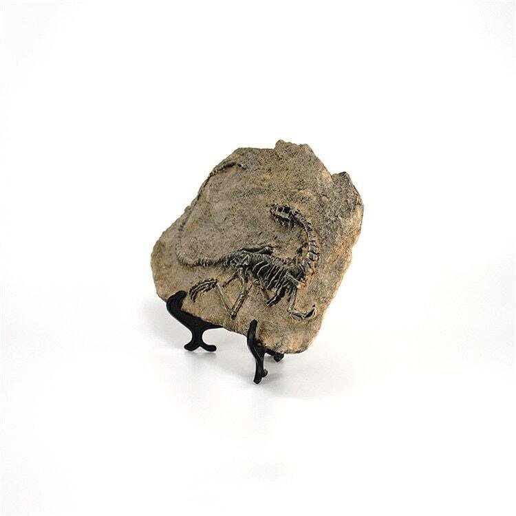 Statuette Fossile Dinosaure Résine | Ibis - Designix Statuette Dinosaure 3