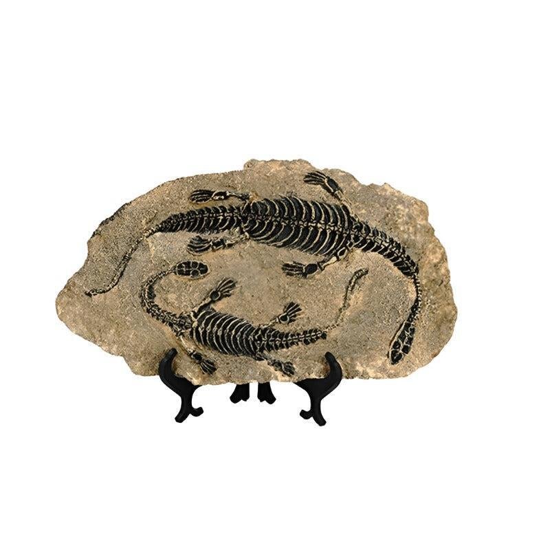 Statuette Fossile Dinosaure Résine | Ibis - Designix Statuette Dinosaure 4